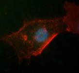 SOX2 antibody (rAb), 100 µg tested by immunofluorescence.