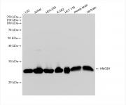 HMGB1 antibody (rAb), 100 µg tested by Western blot.